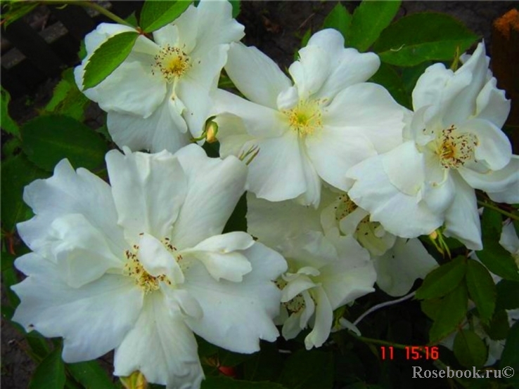 Morden Snowbeauty