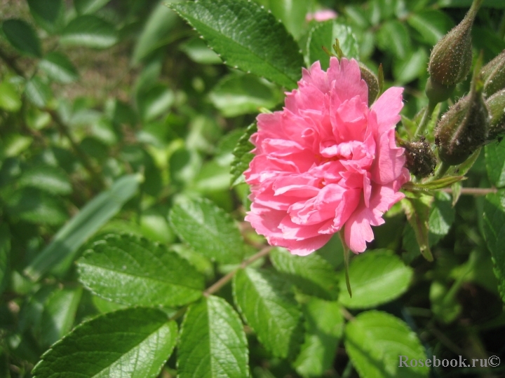Pink Grootendorst