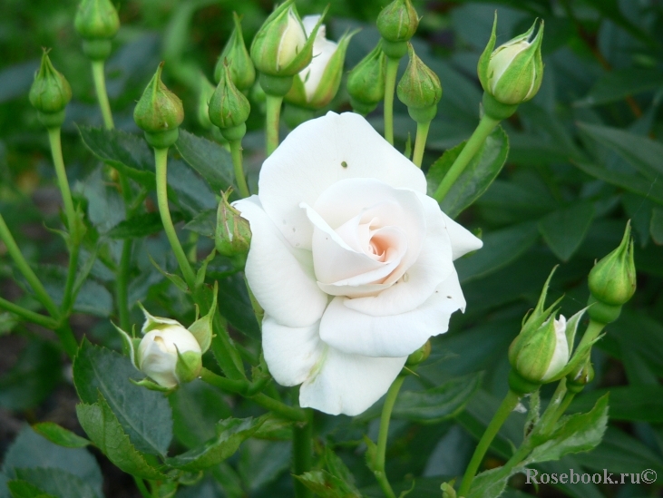 Aspirin Rose