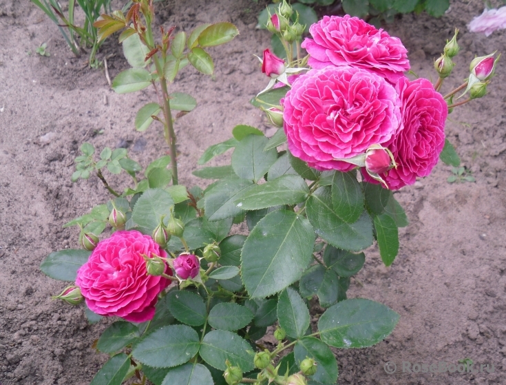 Domaine de St Jean de Beauregard 