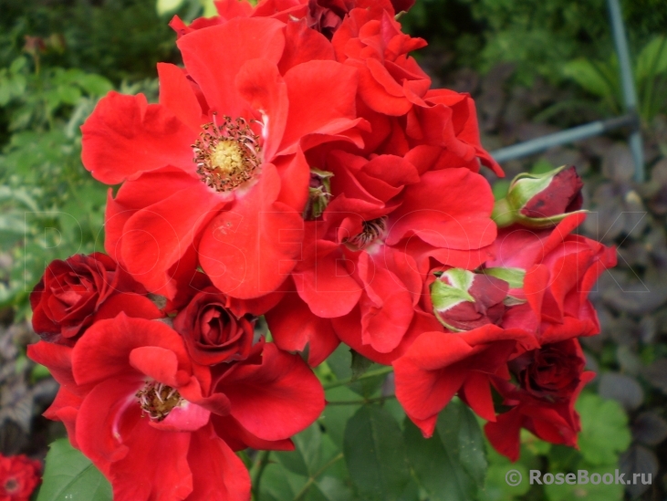 Roter Korsar 