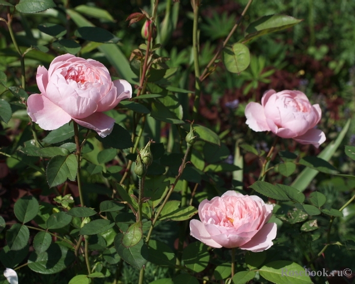 The Alnwick Rose