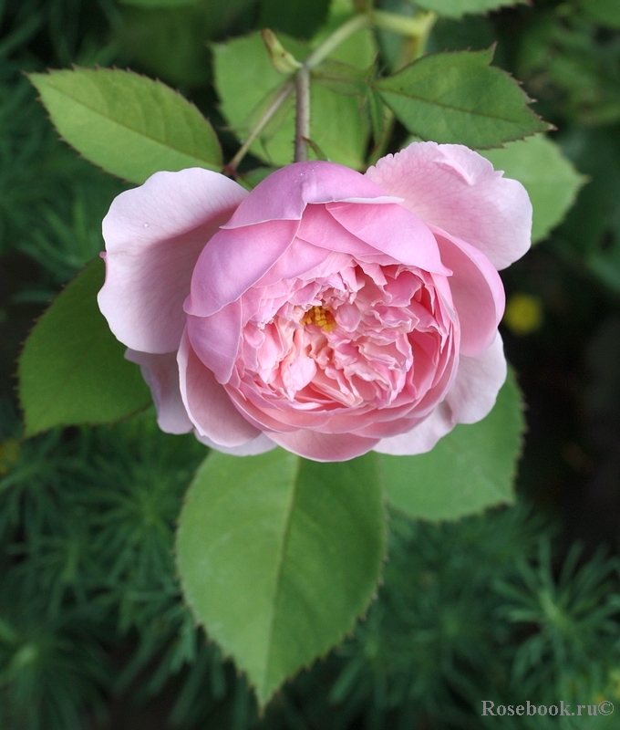 The Alnwick Rose