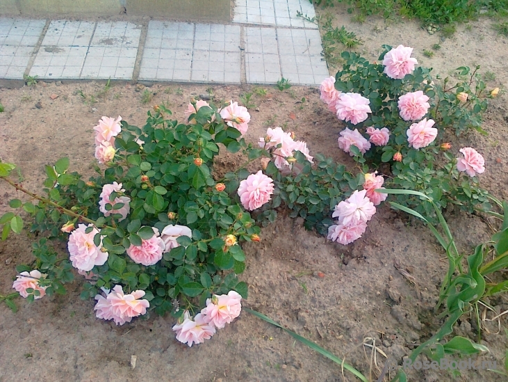 Morgengruss