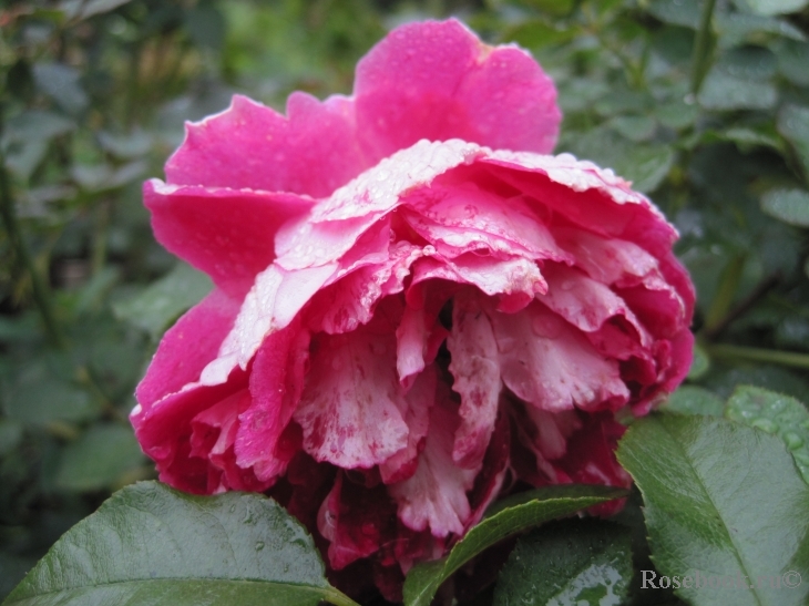 Ruffle's Passion