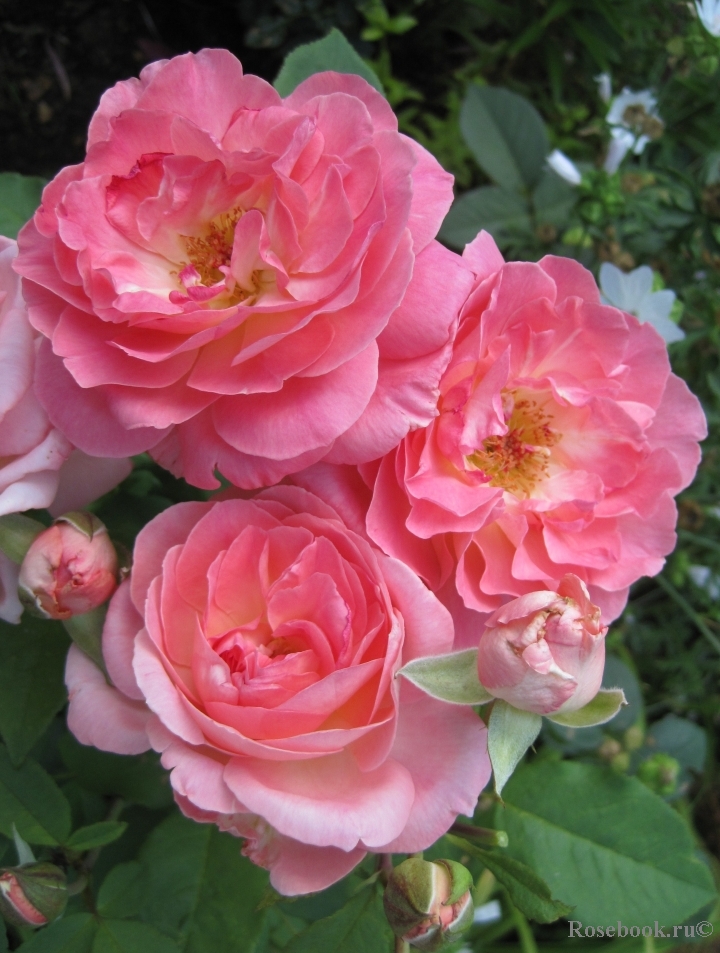 Comtesse de Provence®