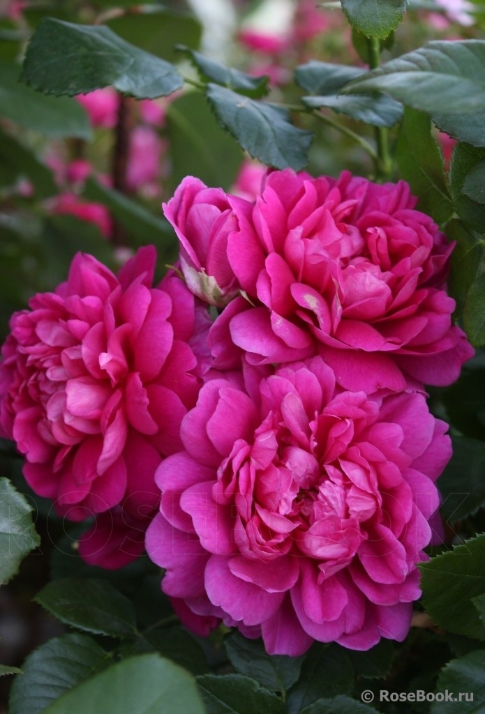 Princess Anne 