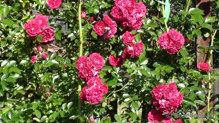Excelsa