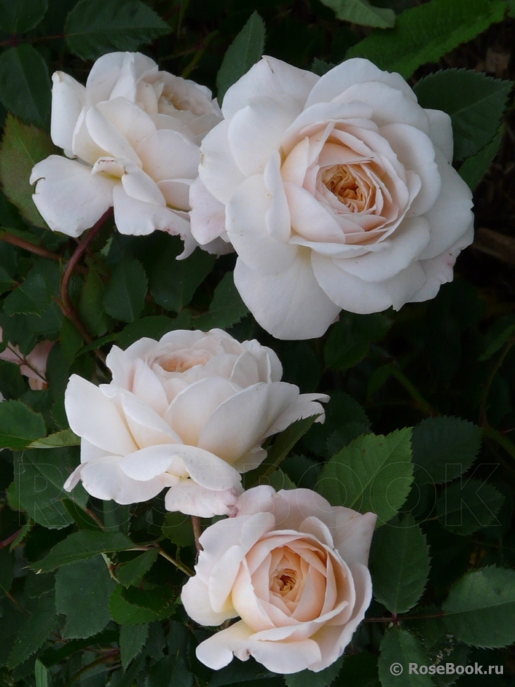 Crocus Rose® 