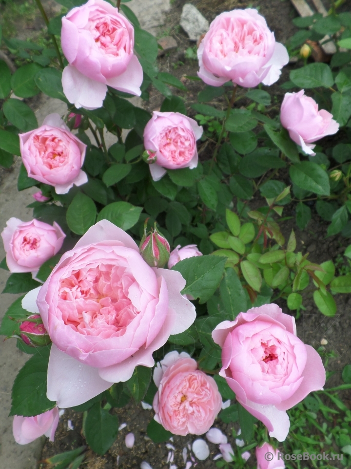 The Alnwick Rose