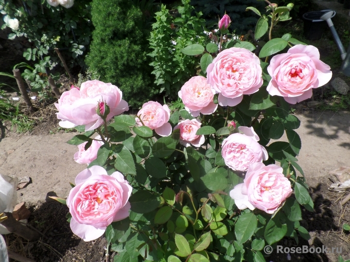 The Alnwick Rose