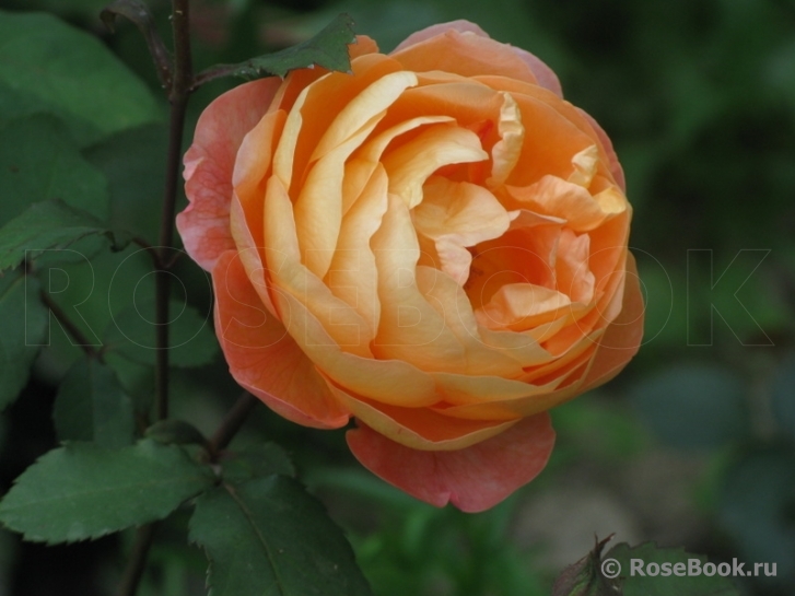 Lady Emma Hamilton
