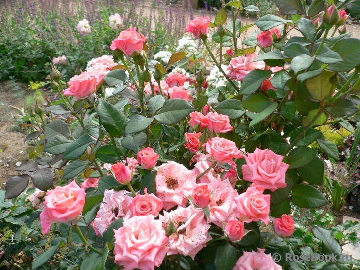 Кис роз. Кисс ми Кейт плетистые розы.