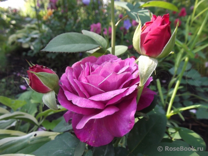 Darcey Bussell 