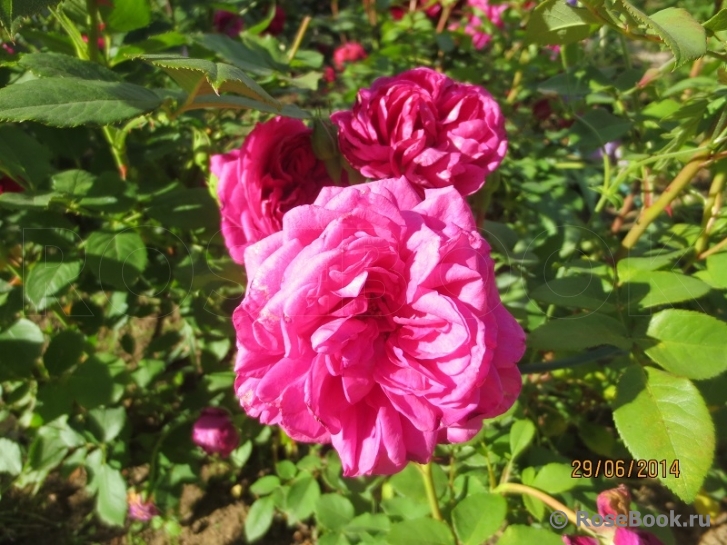 Jardins De Re