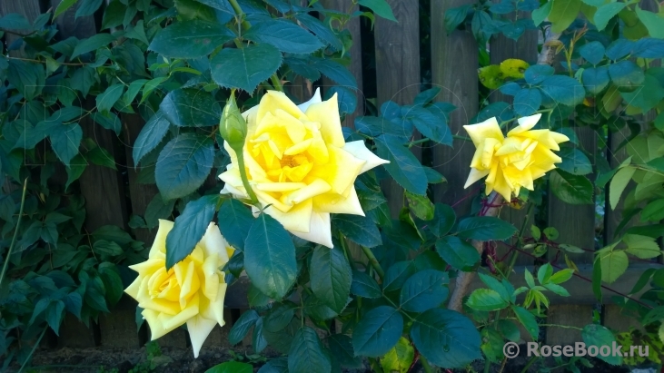 Goldener Olymp 