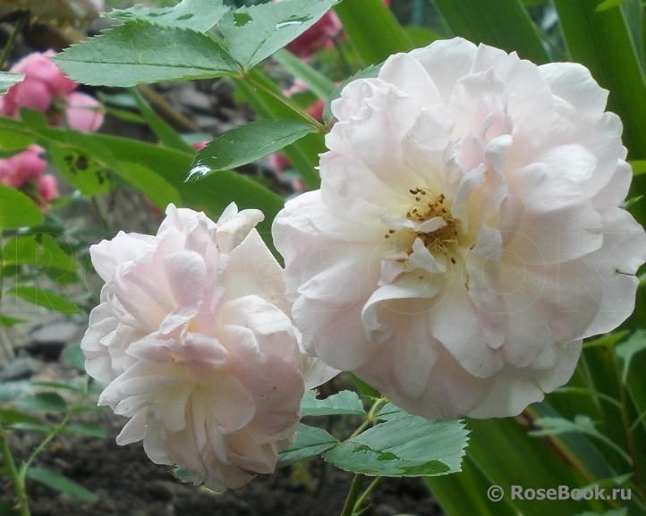 Morden Blush