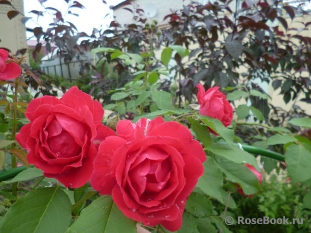 Paul's Scarlet Climber 