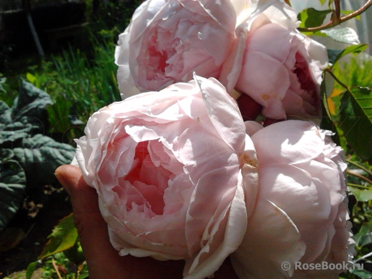 The Wedgwood Rose