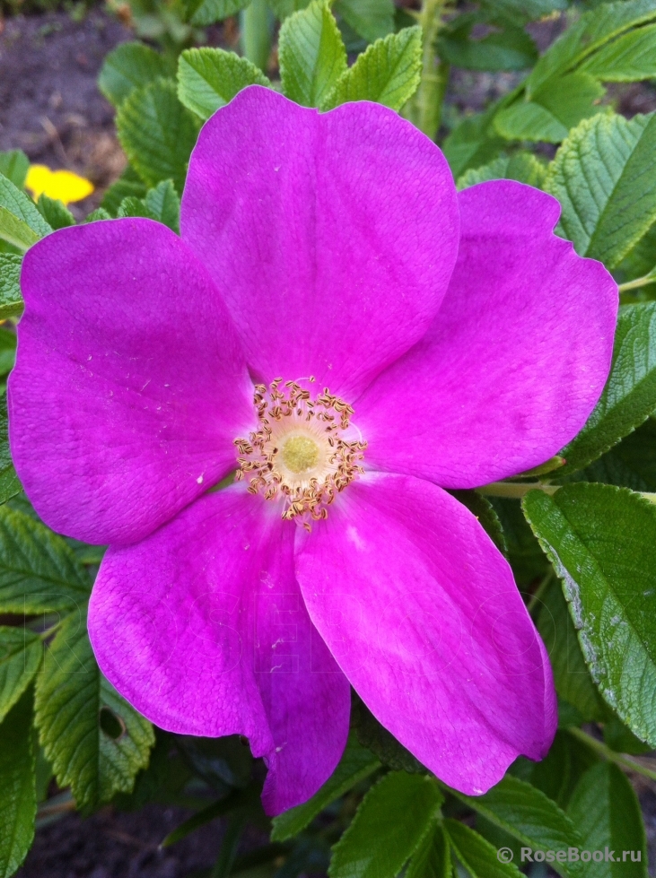 Rosa rugosa rubra