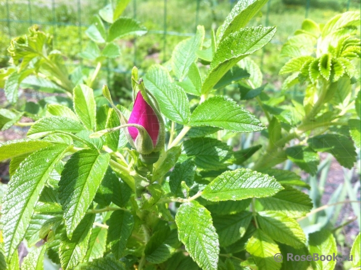 Rosa rugosa rubra