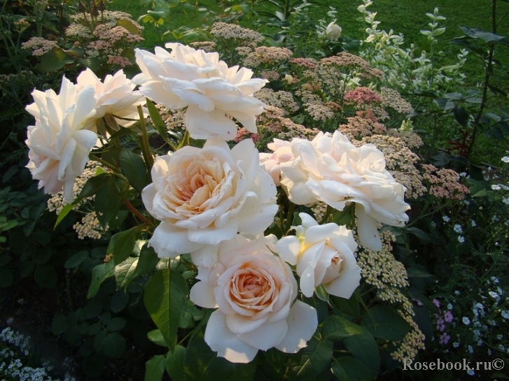 Lions Rose