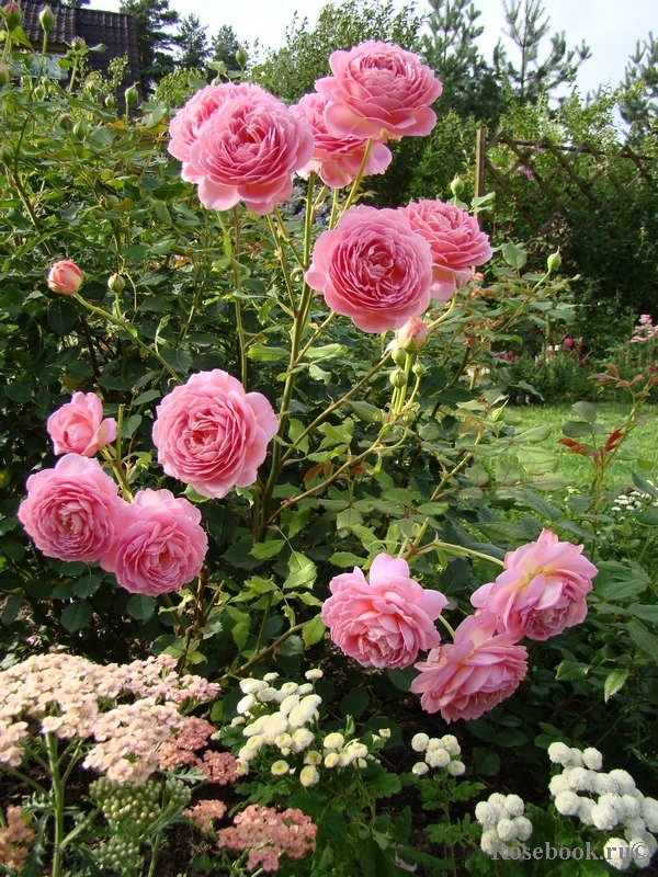 Jubilee Celebration®