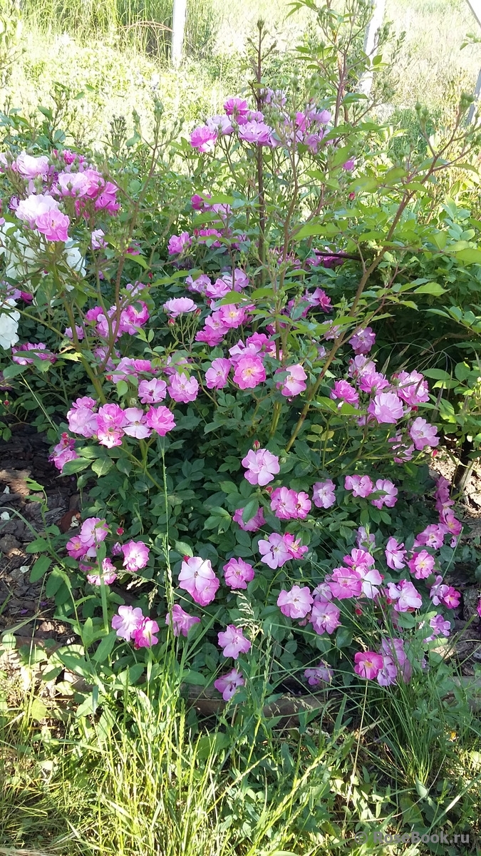 Lavender Dream 