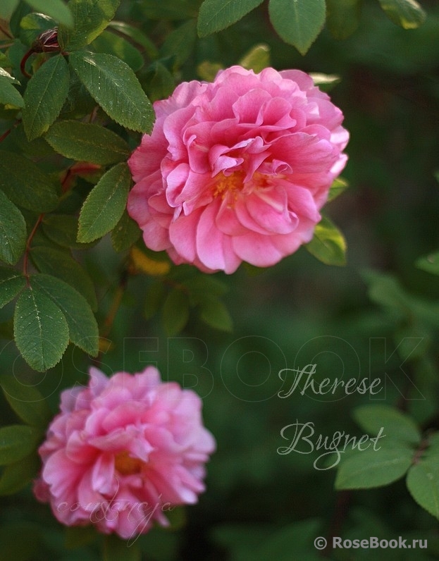 Therese Bugnet