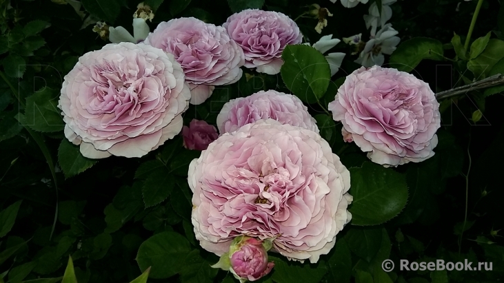 Lavender Ice