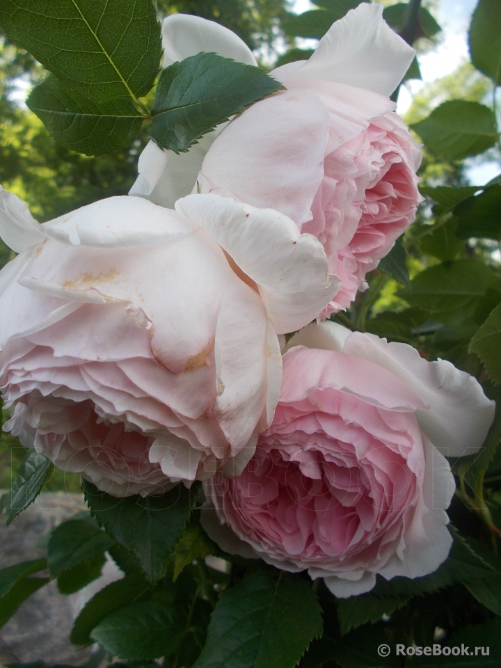The Wedgwood Rose