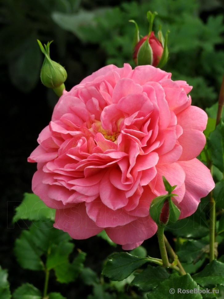 Christopher Marlowe 