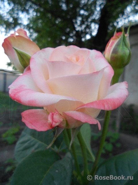 Belle Perle