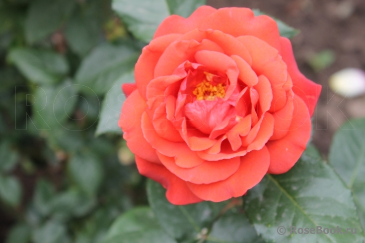 Terracotta
