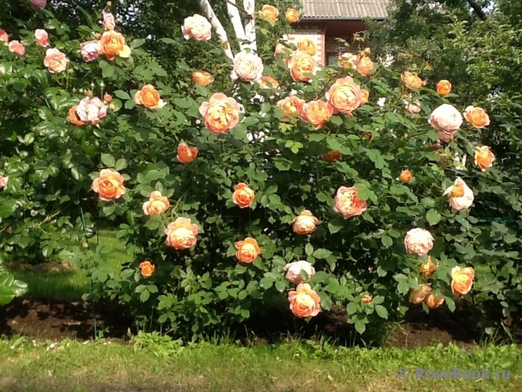 Lady of Shalott 