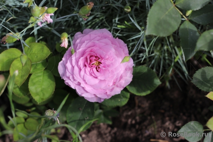 Lavender Ice