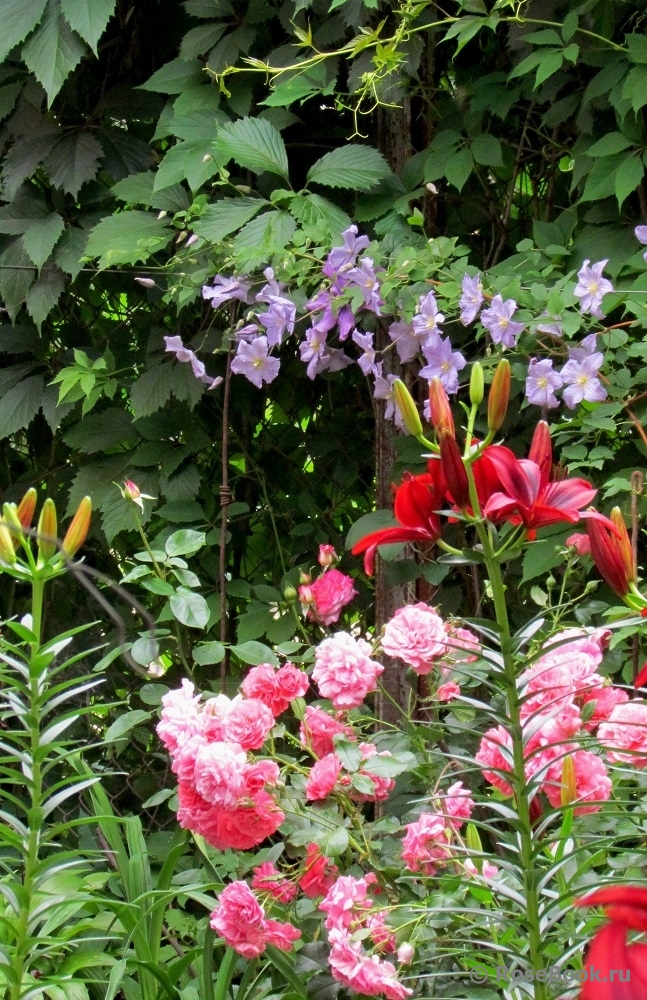 Rosarium Uetersen