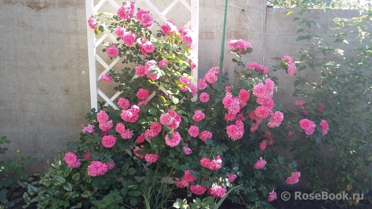 Rosarium Uetersen