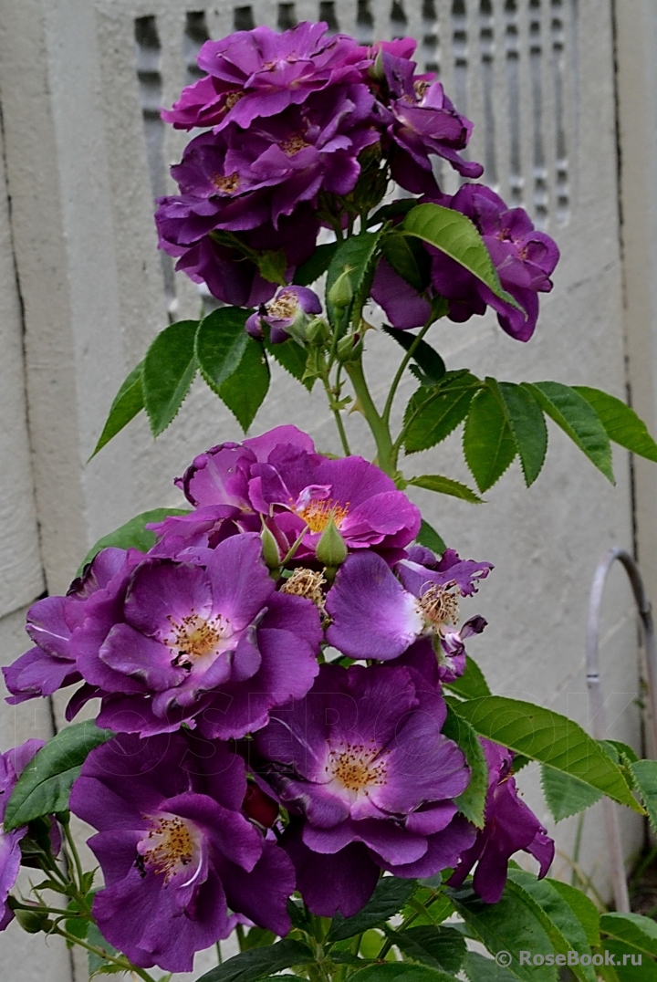 Rhapsody in Blue 