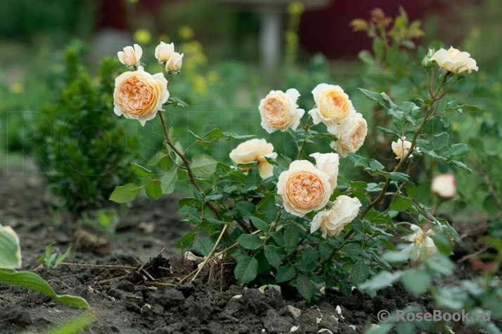 Crown Princess Margareta®