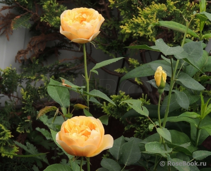 Golden Fleece
