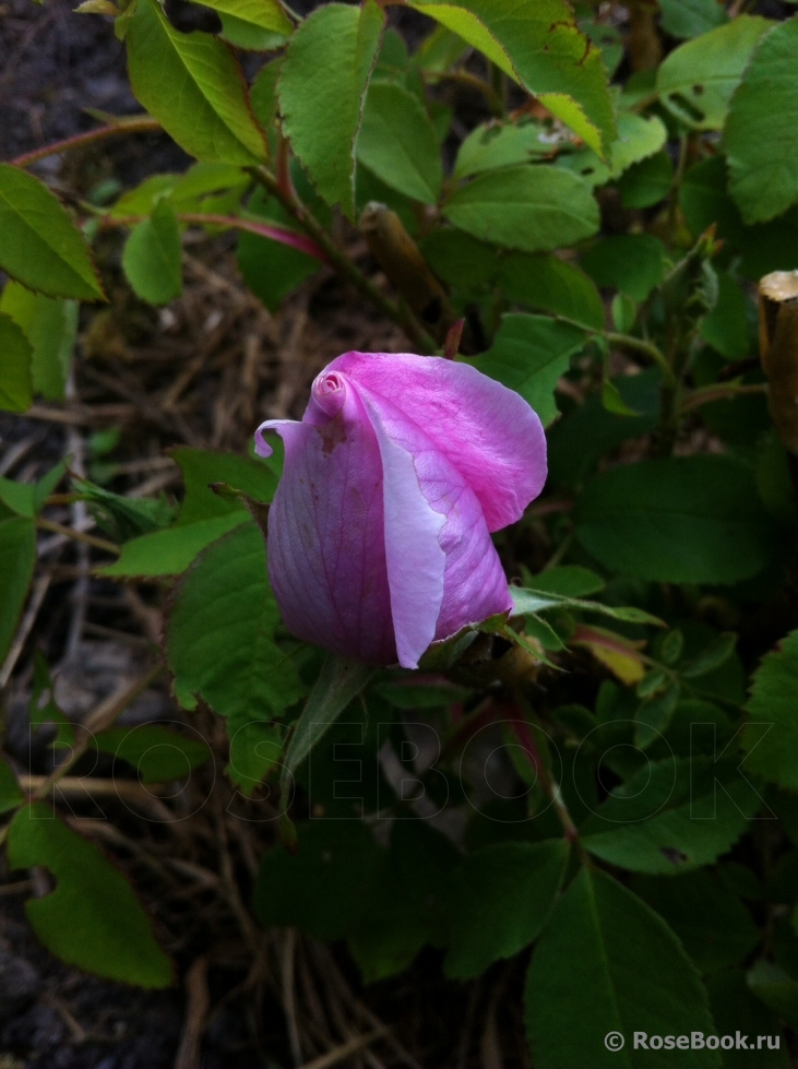 Rose des Peintres