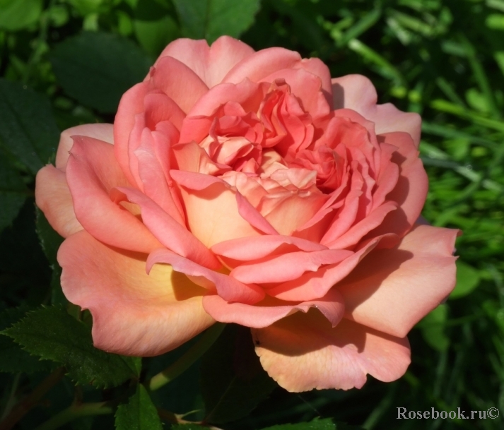 Jubilee Celebration®
