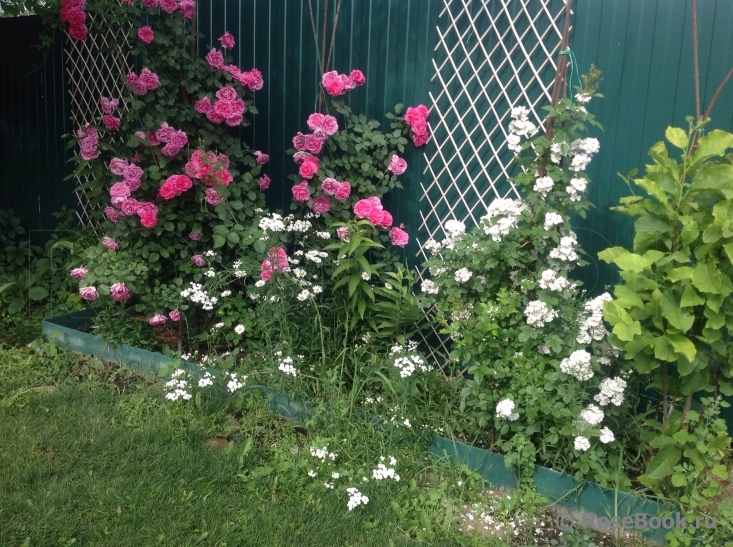 Perennial Blush