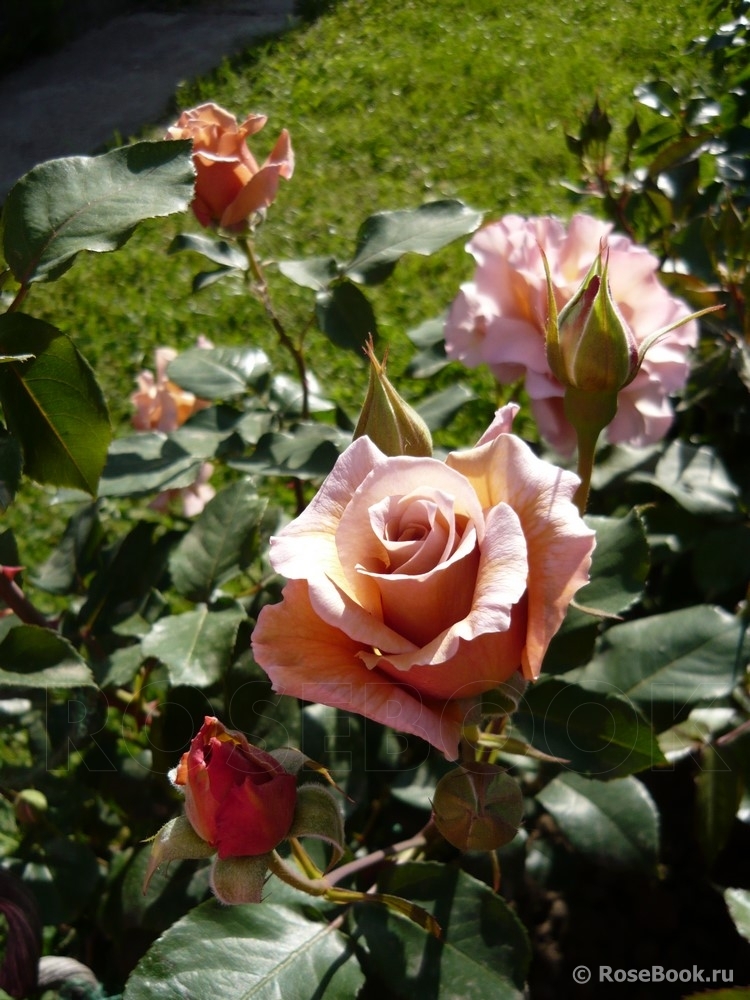 Julia's Rose