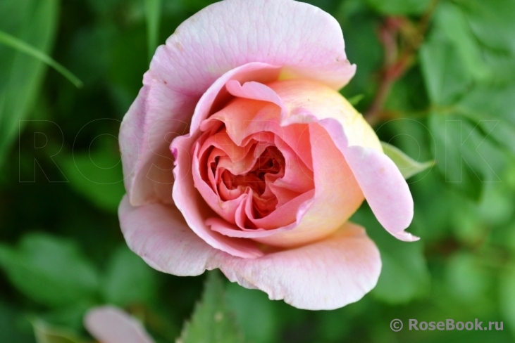 Abraham Darby