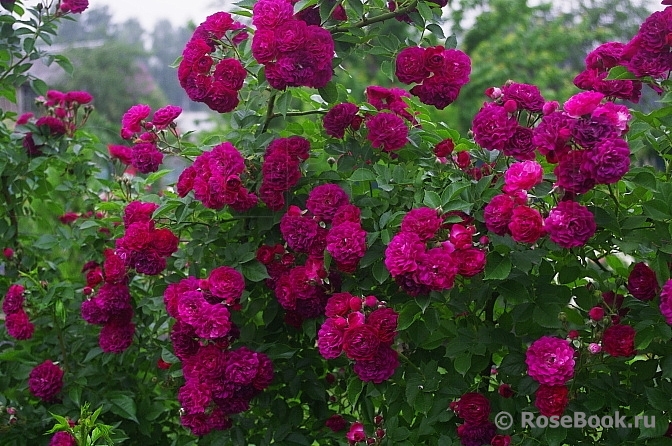 Bleu Magenta 