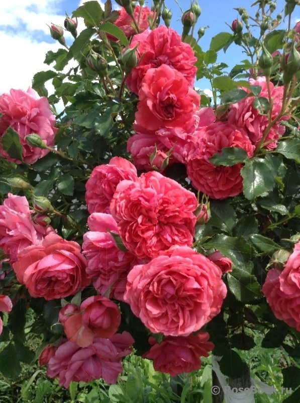 Rosarium Uetersen