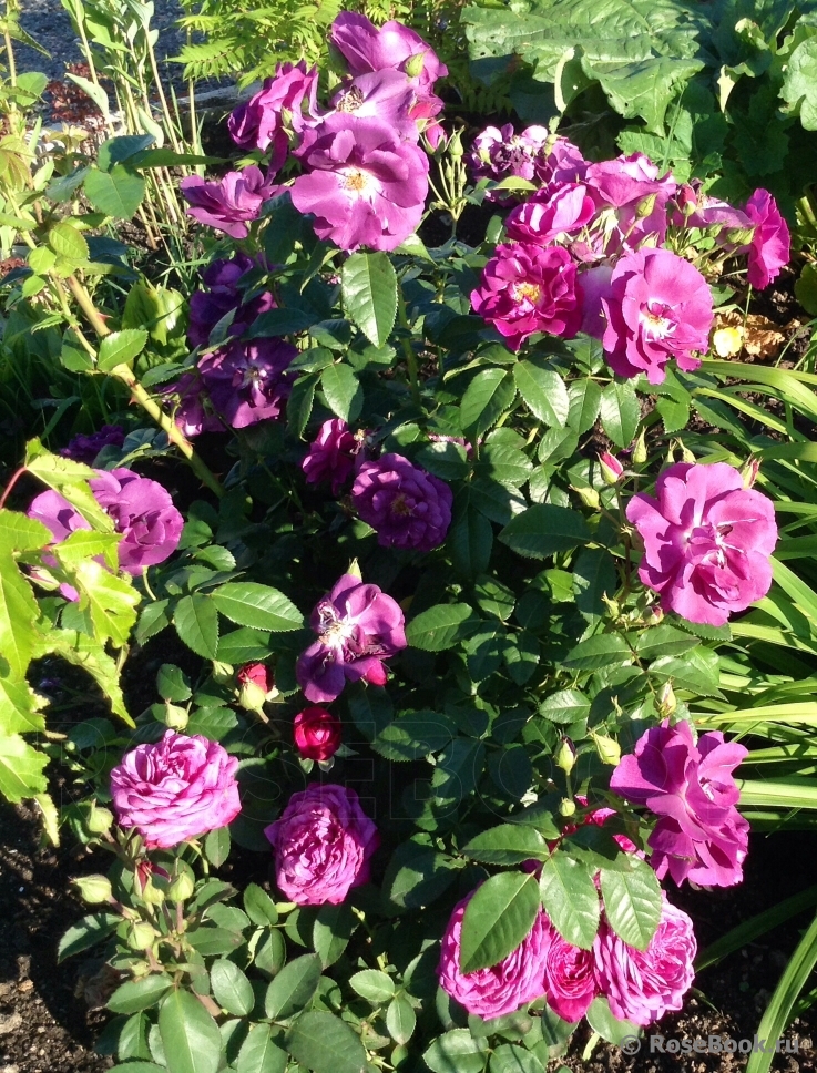 Rhapsody in Blue 