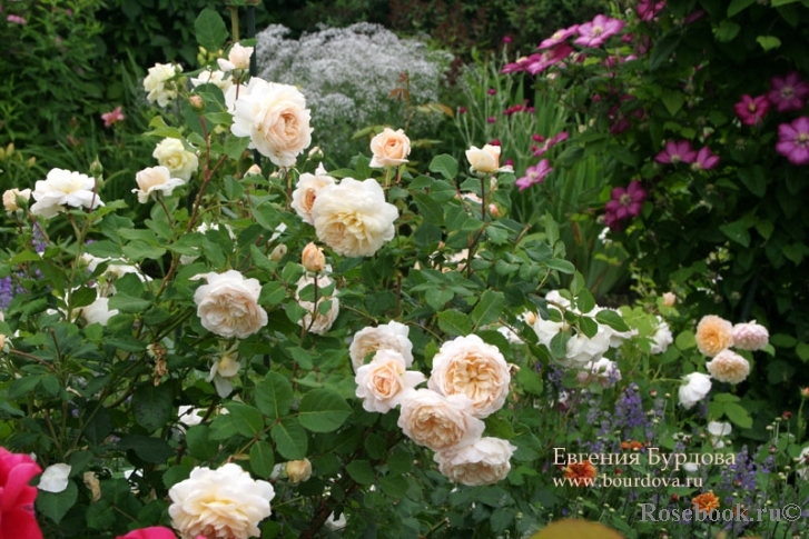 Crocus Rose® 